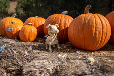 /gallery/Pumpkin_Express_2022/221022140324_Michael_Clawson_DSC_0019_mobile.jpg